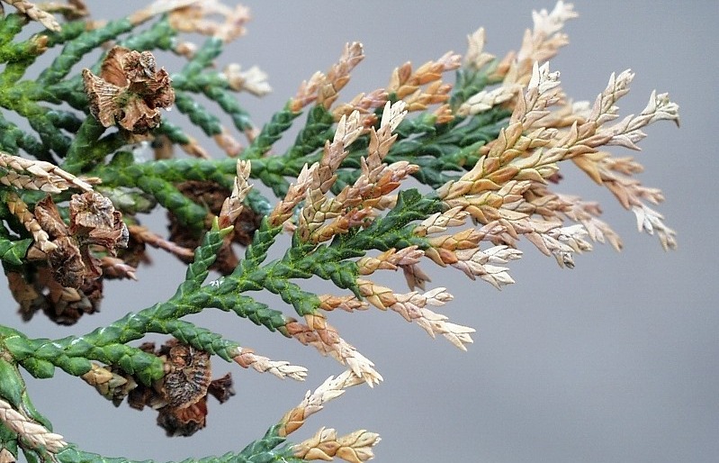 Befallener Trieb einer Scheinzypresse